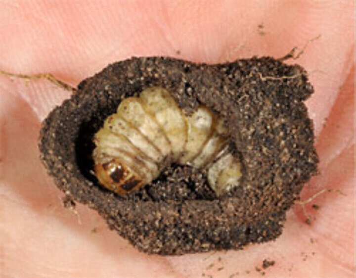 larvae inside ball of soil