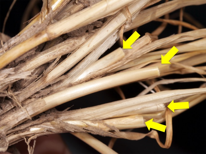 wheat stems with arrows indicating cut points