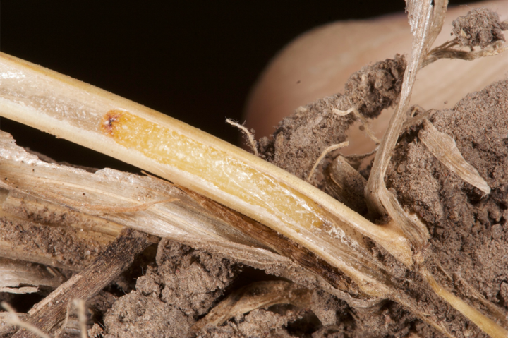larvae inside wheat stem