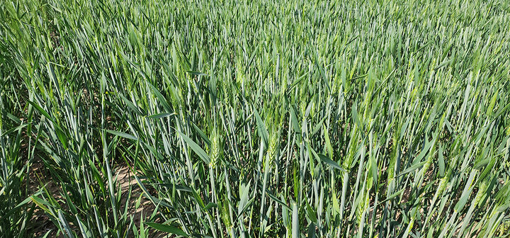 heading wheat field