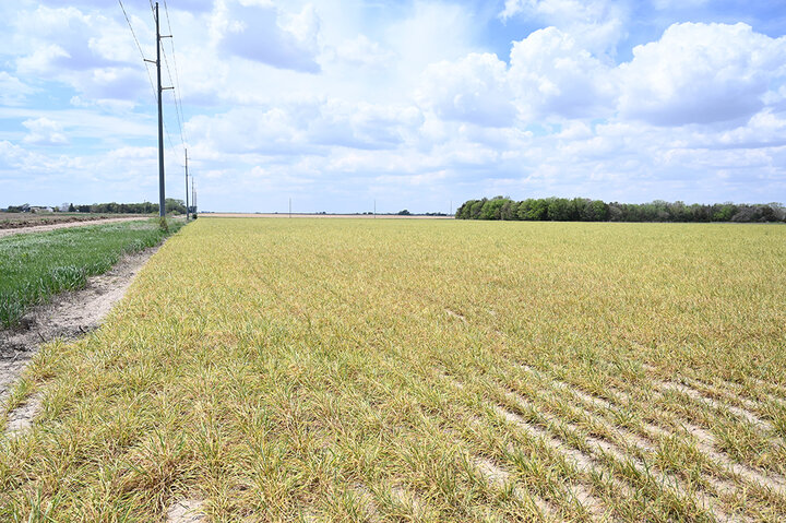 wheat streak mosaic virus diseased wheat field