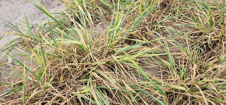wheat streak mosaic virus diseased wheat field in closeup