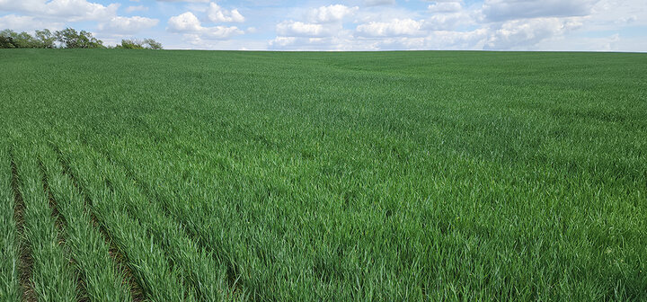 healthy green wheat field