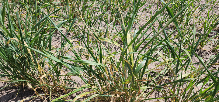 wheat with wheat streak mosaic
