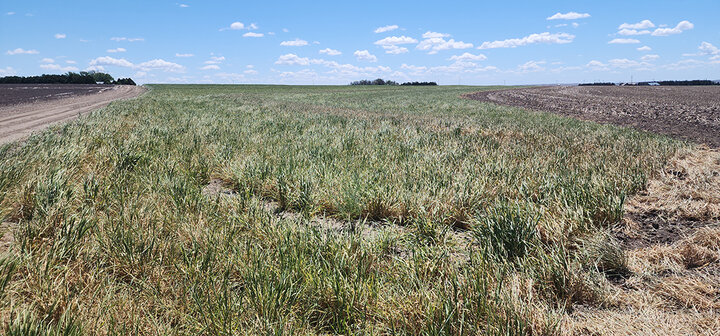 wheat with wheat streak mosaic