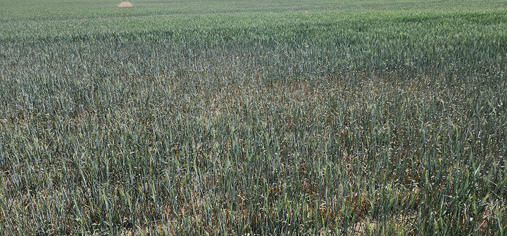 browning wheat field
