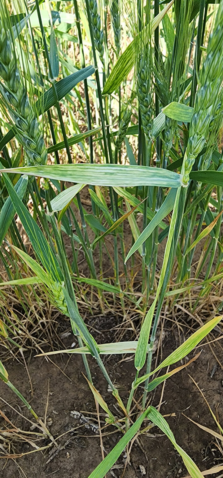 Closeup of wheat with light yellow streaking