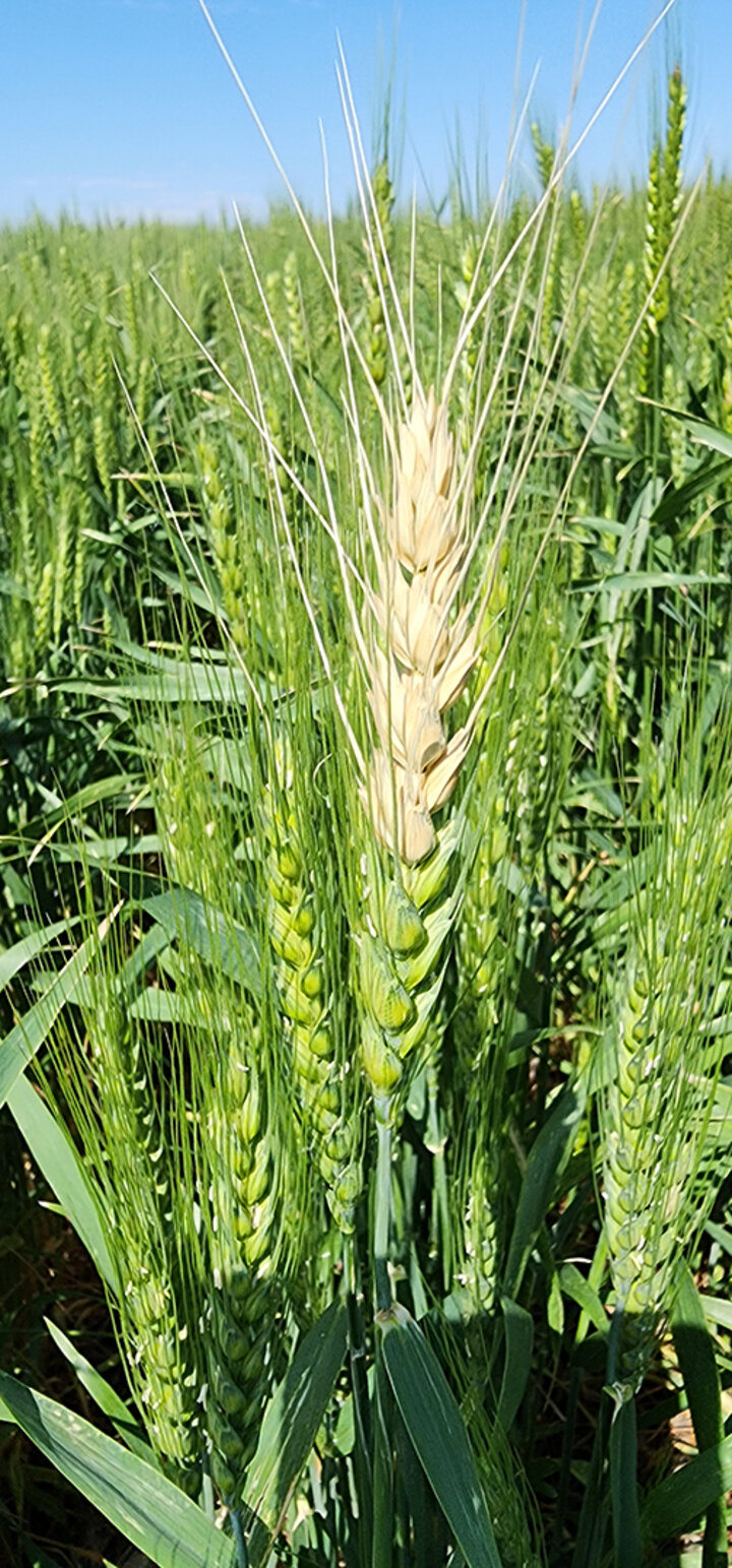 wheat head turning white