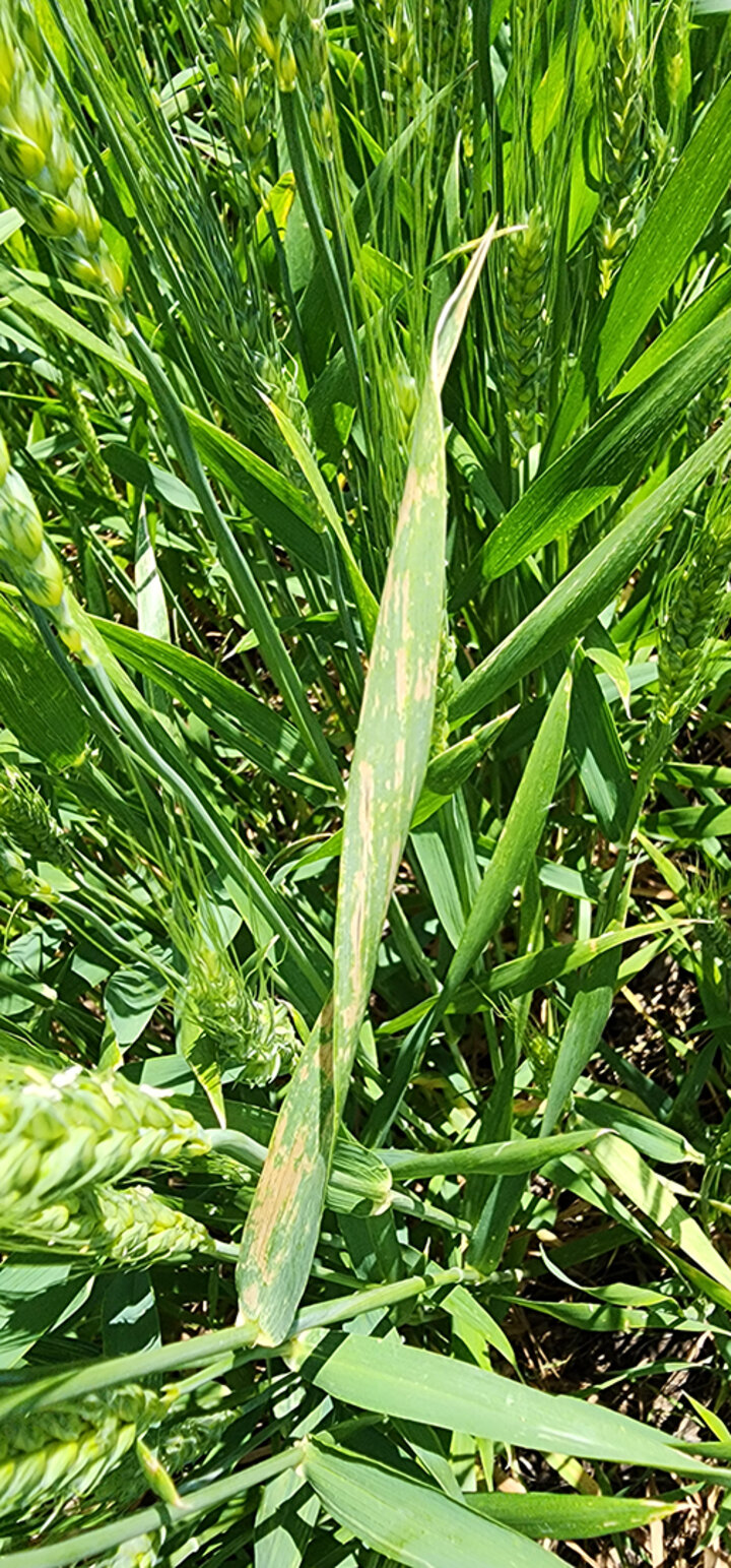 wheat leaf with yellow spots