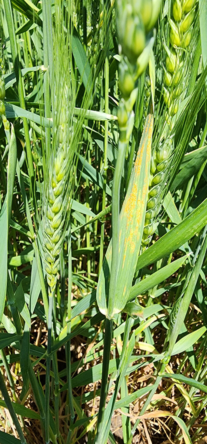 wheat leaf with yellow patches