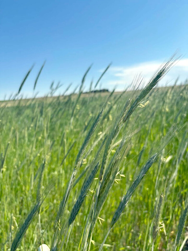 Extension educators observe a crimped strip of cereal rye after the first pass.