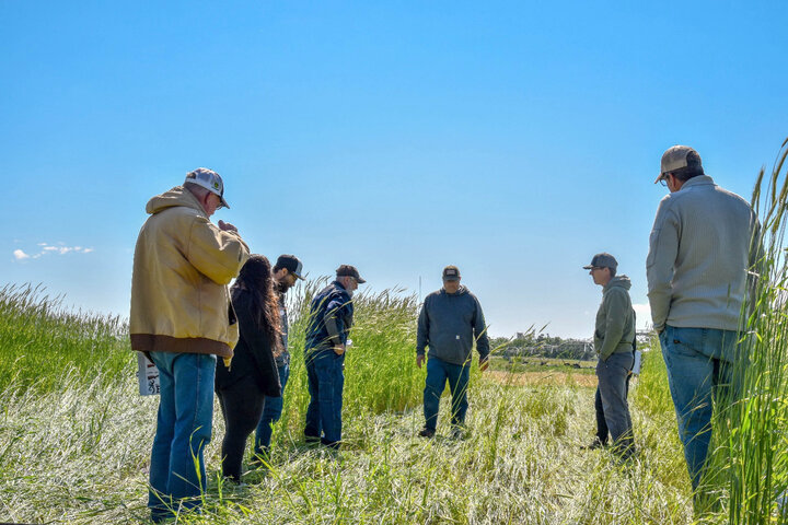 Producers assess rye termination results while standing in a recently crimped field.