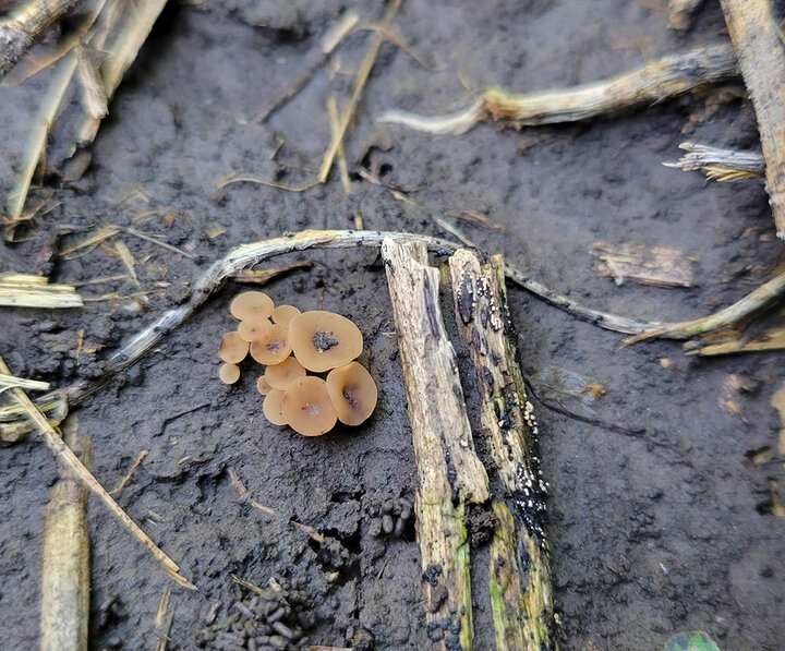Brown mushroom-like apothecia emerging from moist soil and crop residue, indicating active white mold spore production in the field.