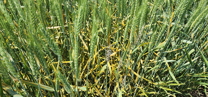 yellowed wheat