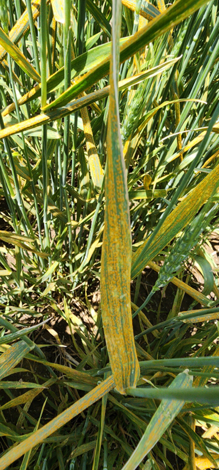 yellowed wheat leaf