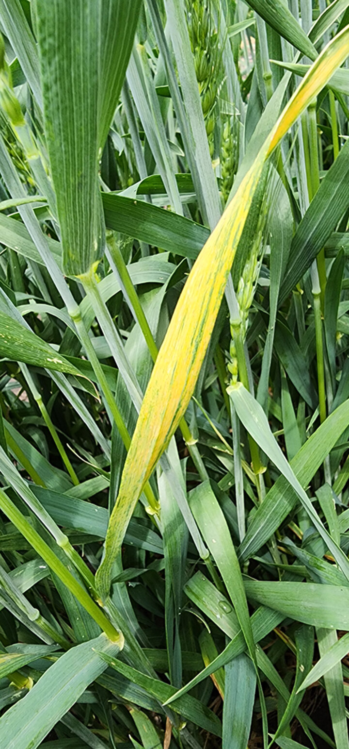 closeup of yellowed wheat leaf