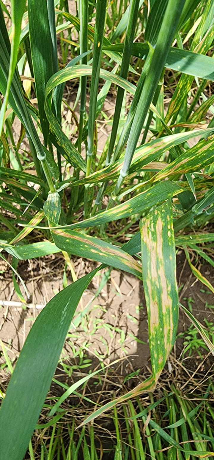 closeup of yellowed wheat leaf