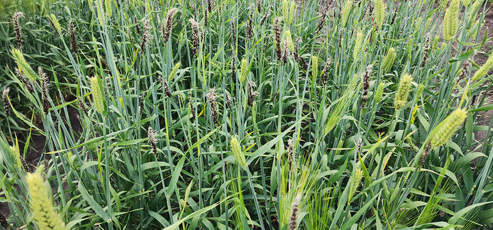 yellowed wheat