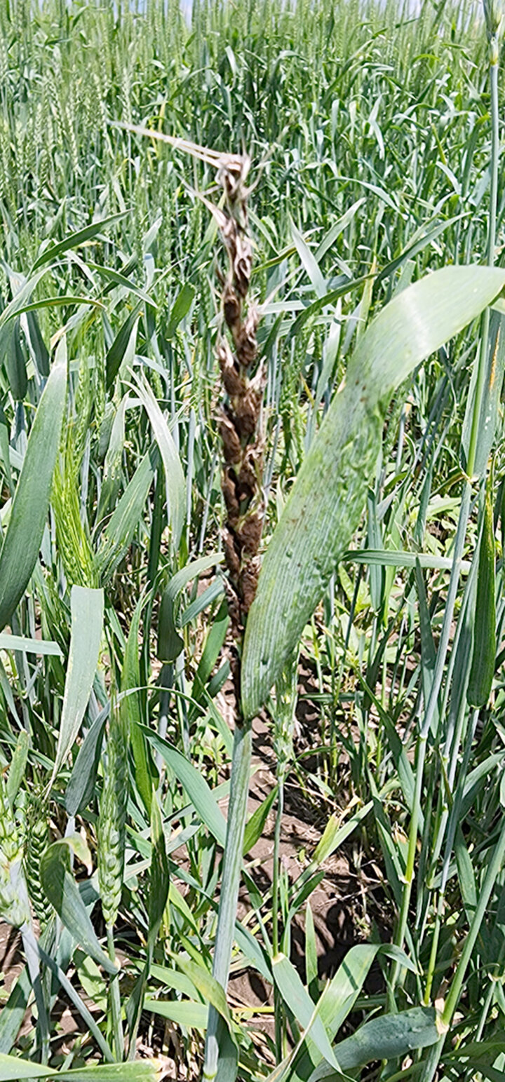 wheat head turning dark brown