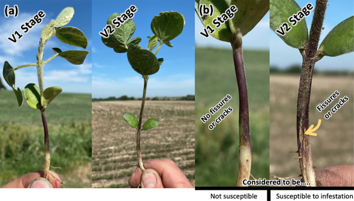 soybean plant stems side by side