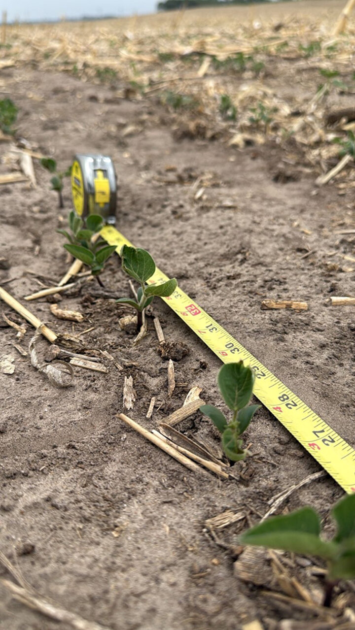tape measurer lined up against soybean plants in field