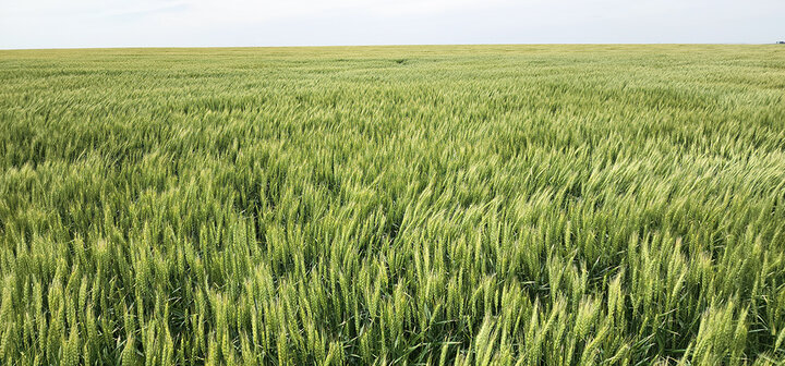 healthy wheat field