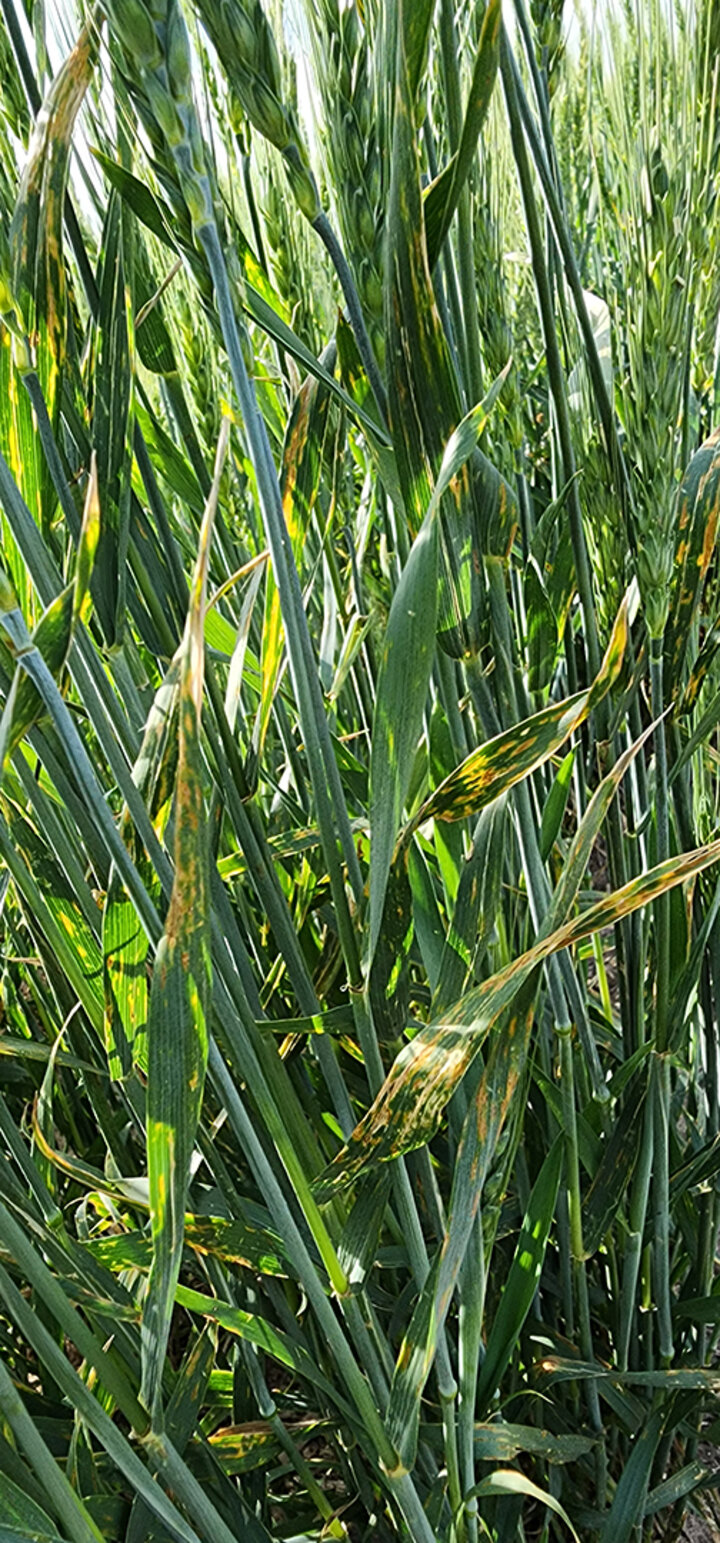 wheat leaves with yellowing