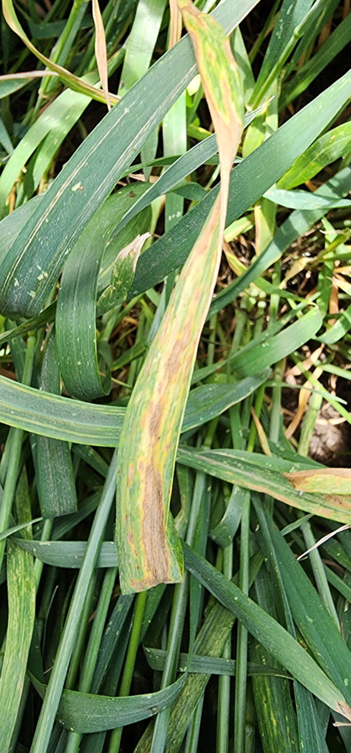 yellow and brown wheat leaf