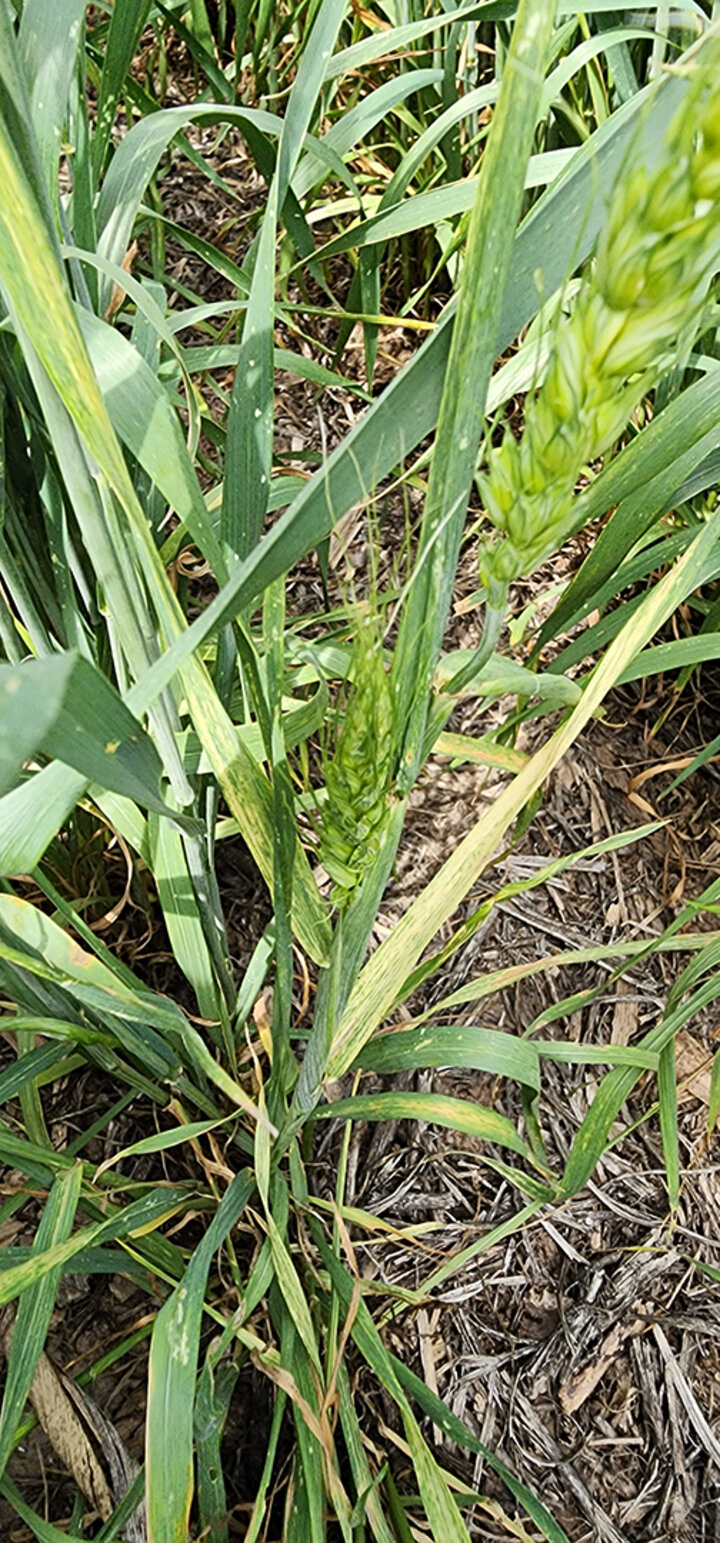 yellowing wheat leaf