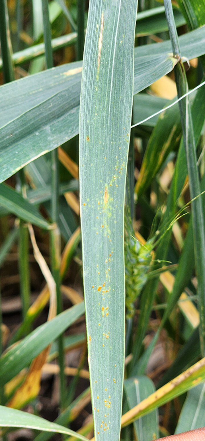 wheat leaf with minimal yellow streaking