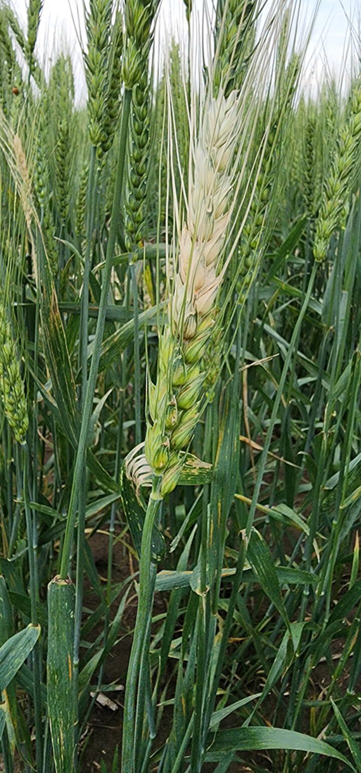 wheat head turning yellowish white at top