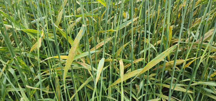 wheat field with yellow leaves