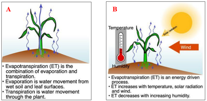 graphic depicting evapotranspiration process of corn