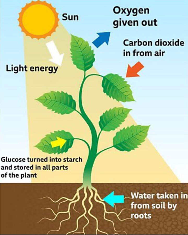 graphic depicting photosynthesis process of corn