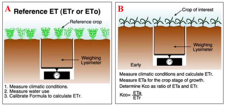infographic of crop and soil profile demonstrating process of crop ET measurement