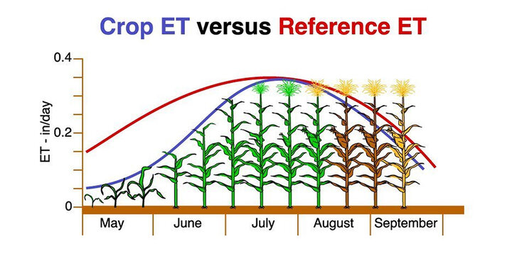 illustrative graph of corn and crop ET developments through growing season