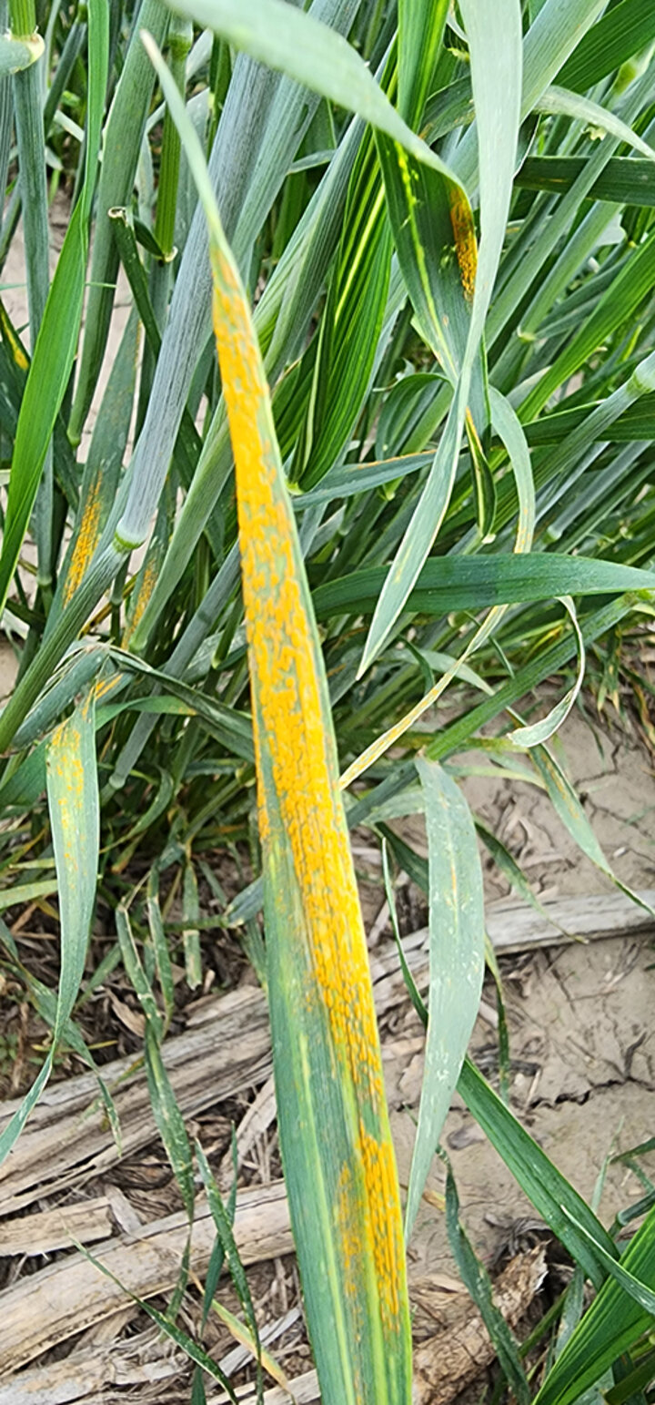 wheat leaf with significant yellow discoloration
