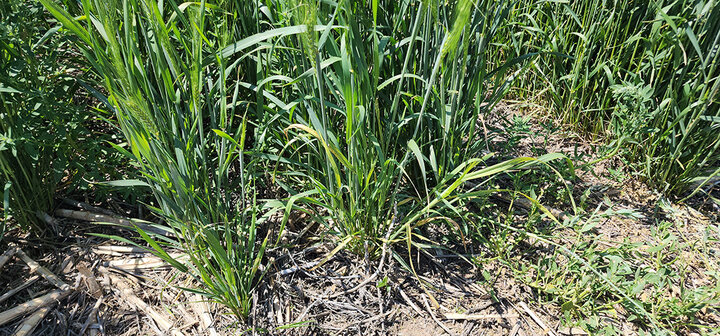 wheat stand with slight discoloration