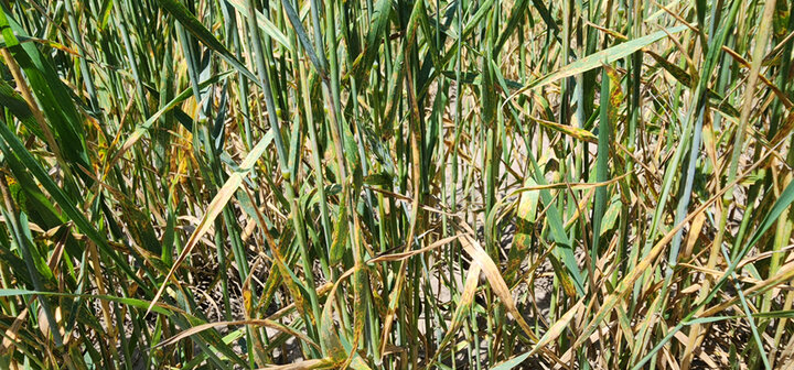wheat stand with significant yellow discoloration