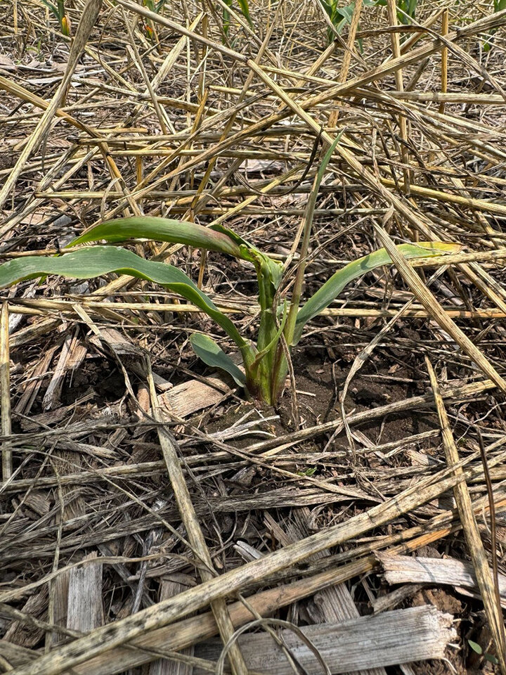 damaged corn plant