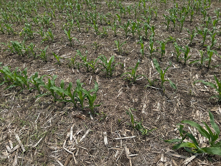 corn field with symptoms of infestation