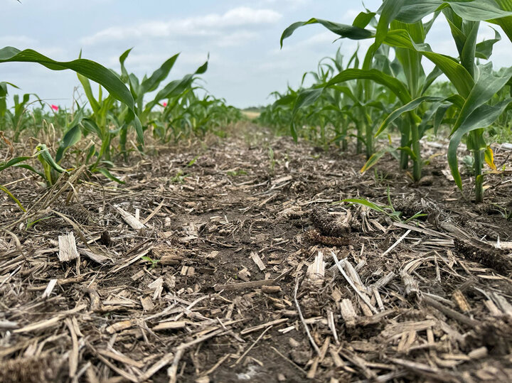 a row of underdeveloped corn next to normal row