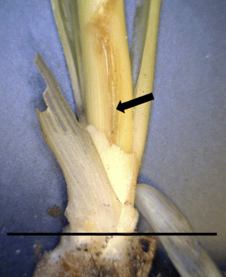 closeup of corn stem with wheat stem maggot inside