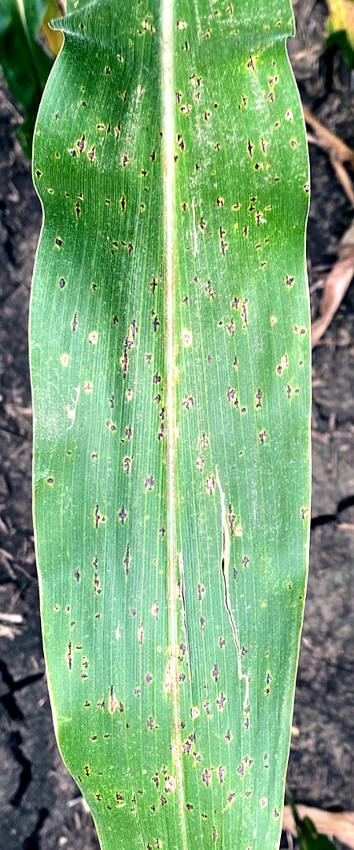 corn leaf with black tar spots