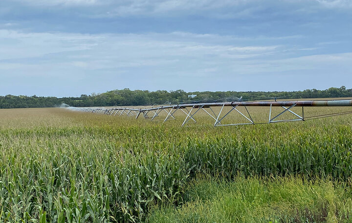 field of corn under center pivot