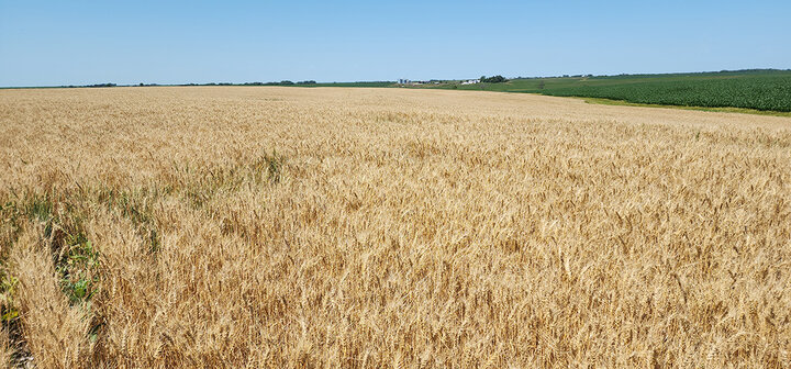 golden wheat field