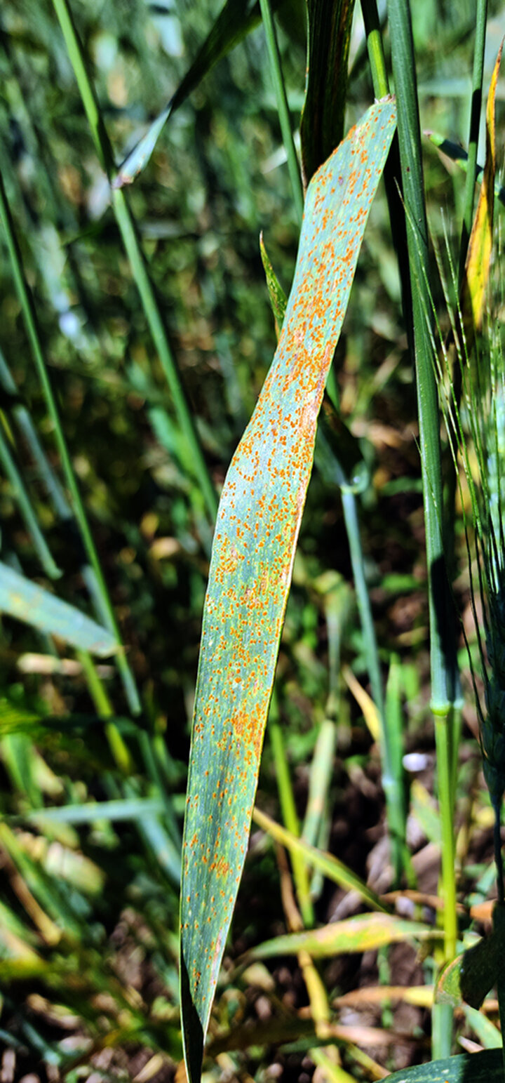wheat leaf with yellowish orange spots