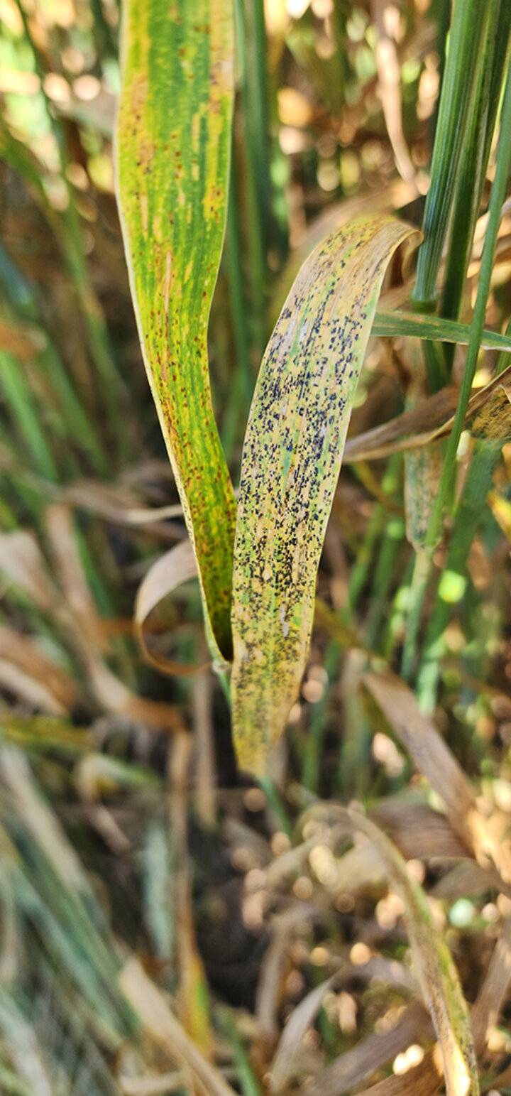 wheat leaf covered in black spots