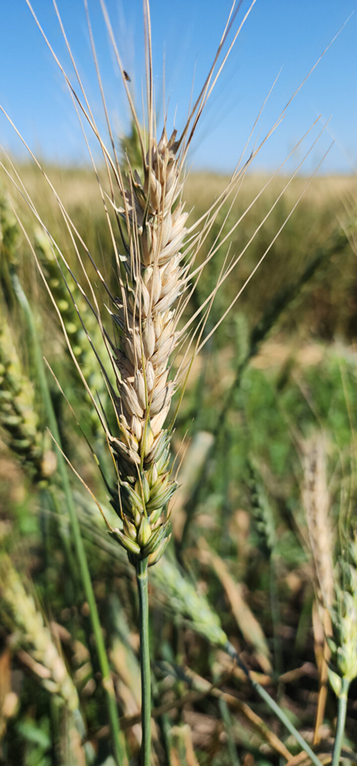 bleached wheat head turning white