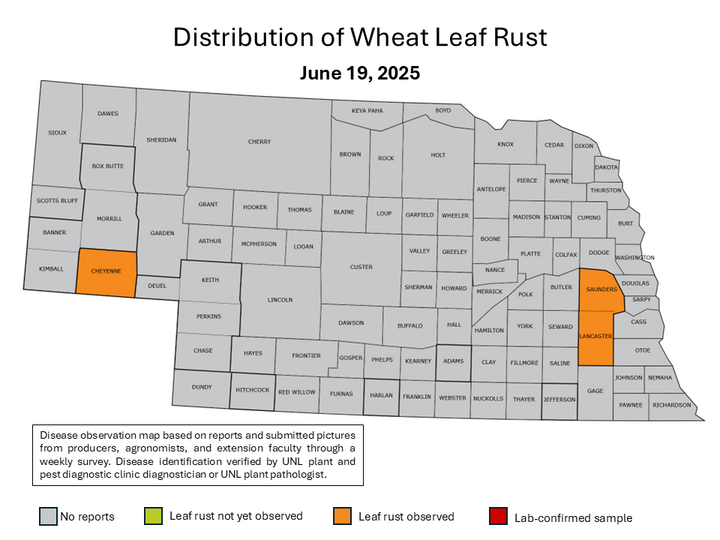 map of Nebraska with counties affected by stripe rust highlighted in orage